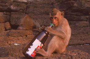 A BSilly monkey having a drink